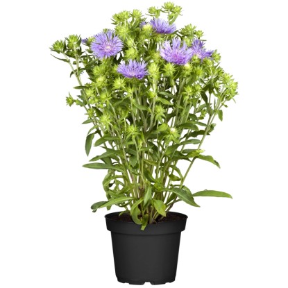 Stokésie (Stokesia laevis) "Mels Blue", pr. kv. 19 cm