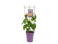 Mučenka jedlá (Passiflora edulis) nebo-li marakuja výška 90-110 cm, 7,5 l