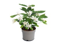 Sazaník křížený (calycanthus floridus) Venus Sazaník křížený (calycanthus floridus) Venus