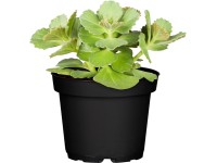 Kopřivěnka psí (Coleus caninus), pr. kv. 11 cm