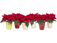 Malá vánoční hvězda červená v keramické nádobě průměr květináče cca 6 cm