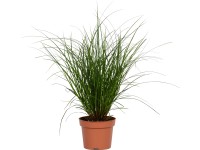 OBI Ostřice větší (Carex brunnea) pr. cca 12 cm