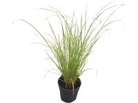 Landgard Ostřice Howardova (Carex howardii) 