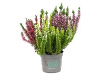 Landgard Vřes obecný (Calluna vulgaris) 