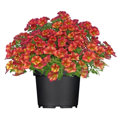GROW by OBI Minipetónie (Calibrachoa) "Bakari" vícebarevné cca 20 cm
