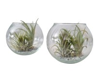 Vzduchovka (Tillandsia Ionantha) aranžmá ve skle, pr. květináče 12 cm