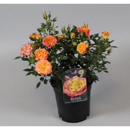 Růže záhonová "Patio Hit" výška cca 45-55 cm, květináč cca  2 l, žluto-oranžová