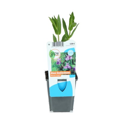 OBI Kejklířka fialová pr. květináče cca 9 cm