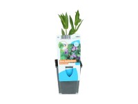 OBI Kejklířka fialová pr. květináče cca 9 cm