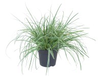 OBI Ostřice ošimenská 