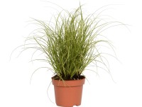 OBI Ostřice větší (Carex brunnea) 