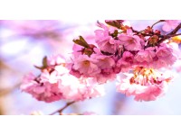 Bondecor Obraz, tištěné plátno Flora 80 x 150 cm