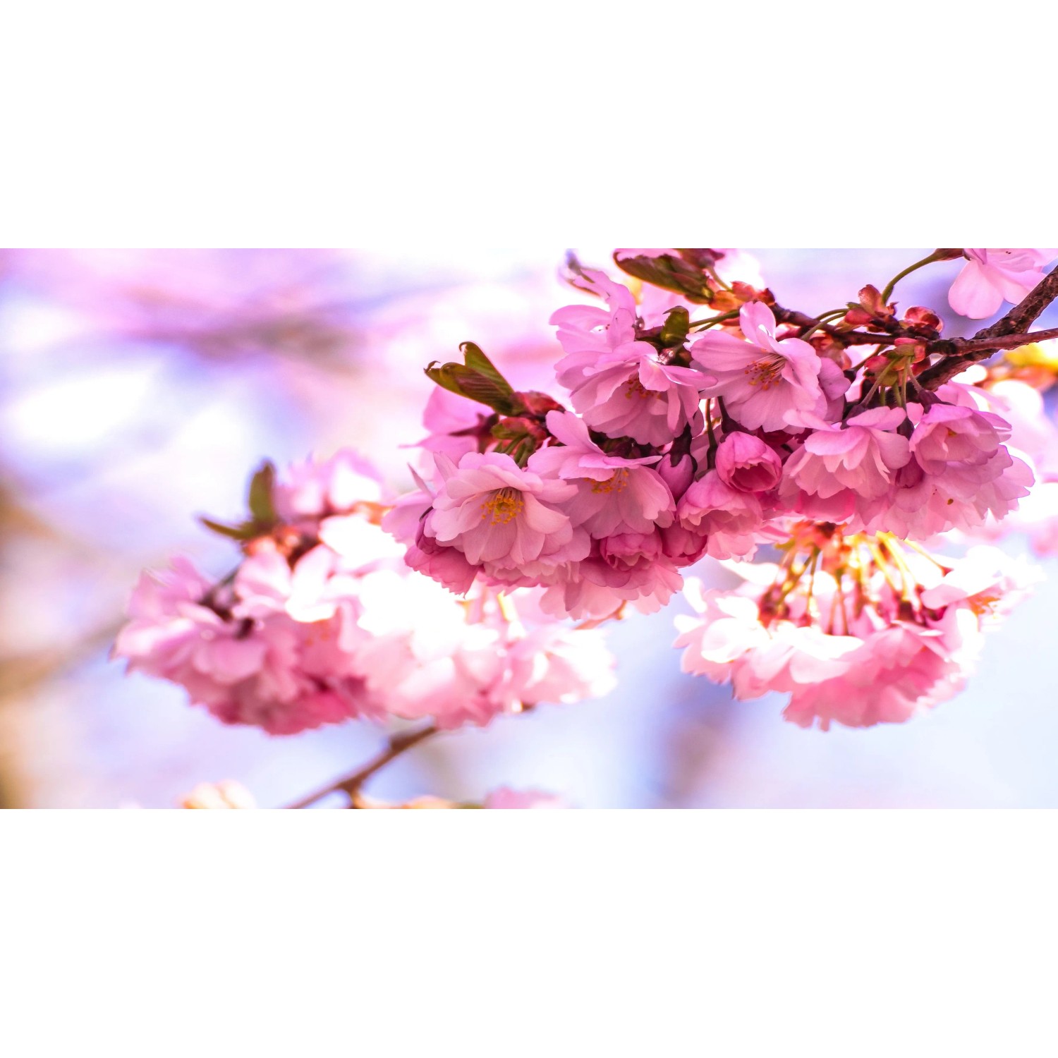 Bondecor Obraz, tištěné plátno Flora 80 x 150 cm