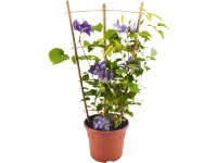 Plamének (Clematis Crystal Fountain), pr. kv. 19 cm