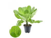 GROW by OBI Havajská palma (Brighamia insignis), pr. 12 cm GROW by OBI Havajská palma (Brighamia insignis), pr. 12 cm