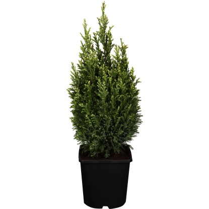 GROW by OBI Cypřišek Lawsonův (Chamaecyparis) "Snow White" bílý, 20-30cm, kv. 2l