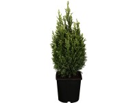 OBI Cypřišek Lawsonův OBI Cypřišek Lawsonův