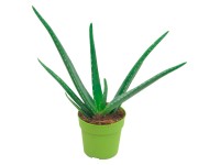 OBI Aloe vera 15-20 cm, pr. květináče 12 cm OBI Aloe vera 15-20 cm, pr. květináče 12 cm