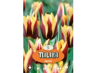 Tulipány Gavota