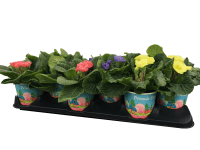 Prvosenka bezlodyžná se zajímavým květem, ve voskovaném obalu