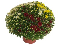 Chrysanthema multiflora trio