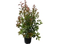 OBI Blýskalka OBI Blýskalka