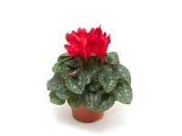 Brambořík červený výška 25 cm