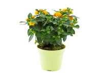 Libora měnivá (Lantana camara) keř, výška 40 cm, pr. kv. 17 cm