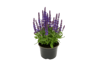 GROW by OBI Šalvěj hajní (Salvia nemorosa), pr. kv. cca 15 cm