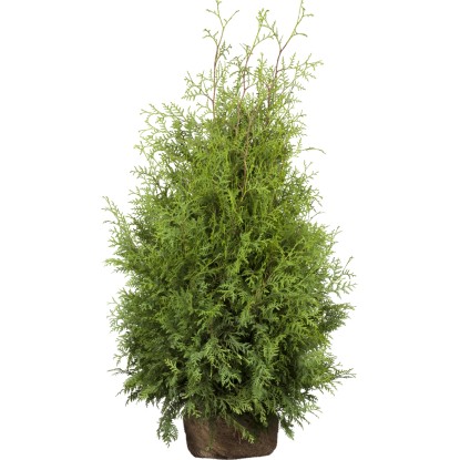 Landgard Zerav západní (Thuja occidentalis) "Brabant" výška 100-120 cm, 45 ks
