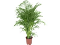 Areka zlatoplodá palma výška cca 150-160 cm průměr cca 27 cm Areca Dypsis Areka zlatoplodá palma výška cca 150-160 cm průměr cca 27 cm Areca Dypsis