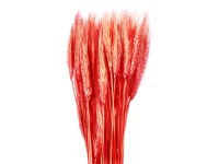 NOHEL GARDEN Sušená dekorace Triticum - pšenice červená 40 g