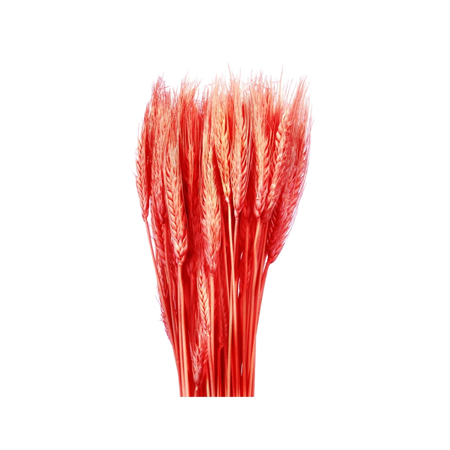 Nohel Garden Sušená dekorace Triticum - pšenice červená 40 g