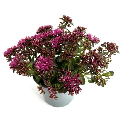 Q-Flower Rozchodník (Sedum) "Premium" výška cca 30 cm