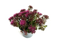 Q-Flower Rozchodník (Sedum) 