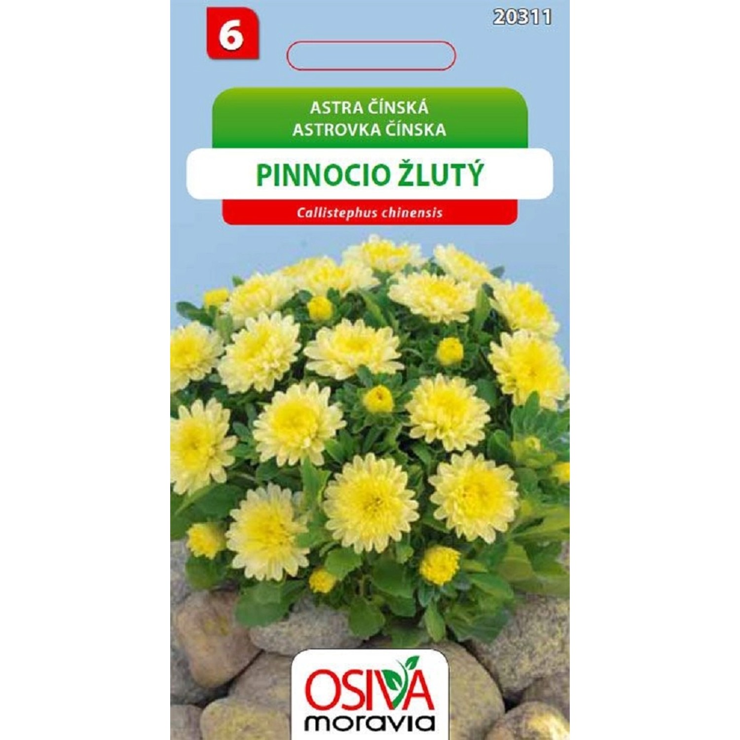 Semínka Astra čínská Pinnocio žlutý (Callistephus chinensis)