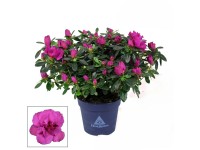 GROW by OBI Pěnišník (Rhododendron hyb.) 