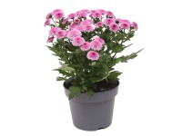 Listopadka (Chrysanthemum indicum) 