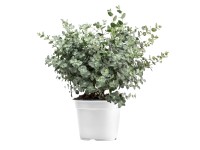 Landgard Blahovičník Gunnův (Eucalyptus gunnii) keř cca výška 30-40 cm, pr. 14cm