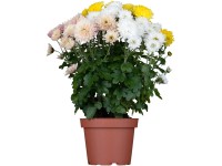 Landgard Listopadka indická (Chrysanthemum indicum) Trio výška 10-15cm pr. 13cm Landgard Listopadka indická (Chrysanthemum indicum) Trio výška 10-15cm pr. 13cm