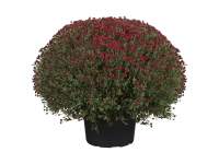 GROW by OBI Listopadka indická (Chrysanthemum indicum), 50cm+, pr. kv. cca 19 cm GROW by OBI Listopadka indická (Chrysanthemum indicum), 50cm+, pr. kv. cca 19 cm