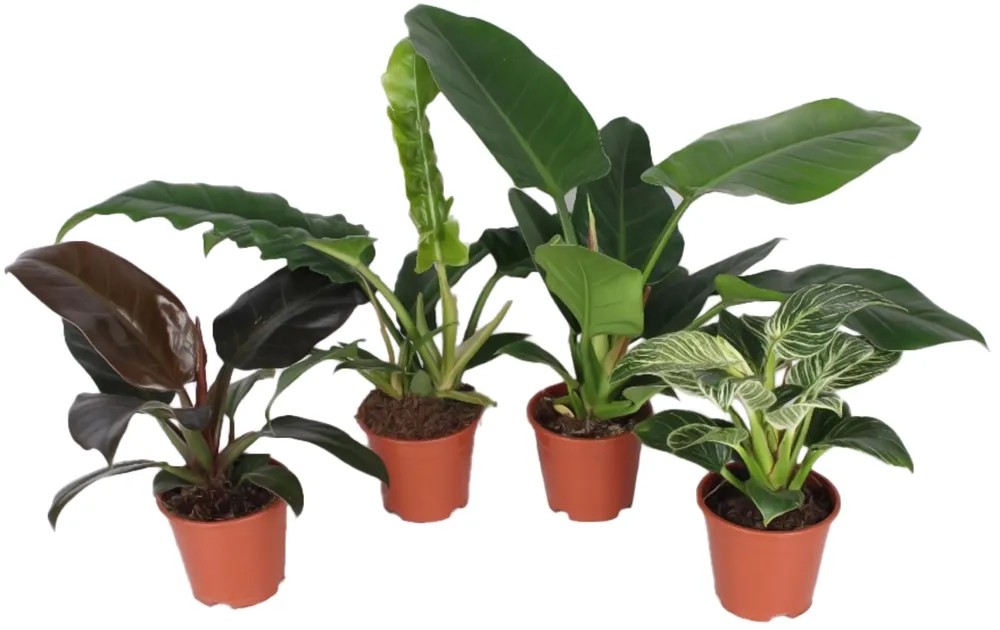 Filodendron (Philodendron), rzn odrdy, pr. cca 14 x 40 - 50 cm