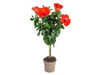 GROW by OBI Ibišek čínská růže (rosa-sinensis) oranžový cca 70 cm
