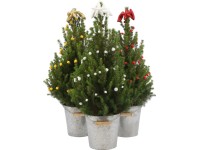 Smrk sivý Smrk sivý