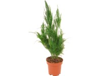Asparágus výška 10-15 cm průměr květináče cca 6 cm Asparagus plumosus Asparágus výška 10-15 cm průměr květináče cca 6 cm Asparagus plumosus