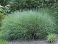 Grow by OBI Ozdobnice čínská (Miscanthus sin.) Gracillimus, stříb.,pr. cca 23 cm Grow by OBI Ozdobnice čínská (Miscanthus sin.) Gracillimus, stříb.,pr. cca 23 cm