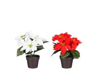 MICA Umělá rostlina - vánoční hvězda v květináči různé barvy pr. 15 x 19 cm, 1ks