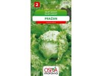 Semínka Salát ledový Pražan (Latuca sativa) Semínka Salát ledový Pražan (Latuca sativa)