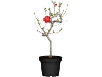 OBI Kdoulovec japonský (Chaenomeles) výška 40-50 cm, 3,5 l OBI Kdoulovec japonský (Chaenomeles) výška 40-50 cm, 3,5 l