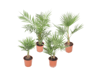 GROW by OBI Různé druhy palem, výška 60-80 cm, pr. 20 cm, 1 ks